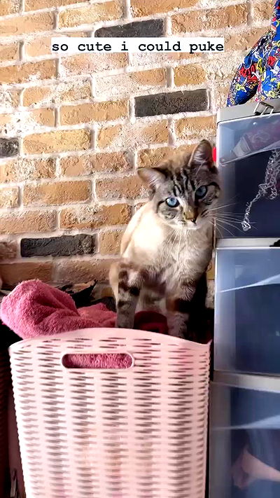 suikomuu suikomuu archive video