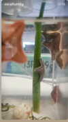 babynympho_archive Altpins Profile Picture