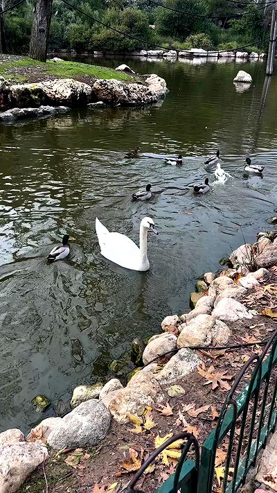 strawberryshanz strawberryshanz archive video