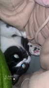 rott3nbambi Altpins Profile Picture