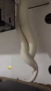 curlyfriesjazz Altpins Profile Picture