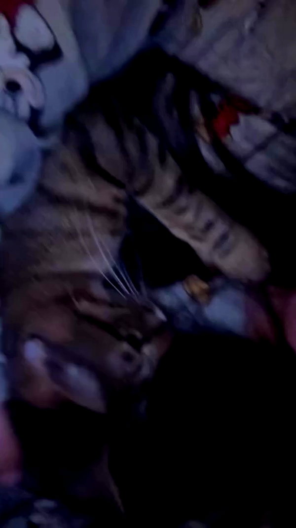 tutiiiiii666 archive video preview