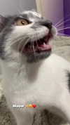 lera.genadenik Altpins Profile Picture