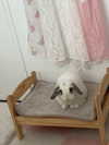 danielle.mercedie Altpins Profile Picture