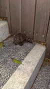 caandyfliip Altpins Profile Picture