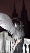 fish_fingiiies Altpins Profile Picture