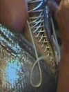 kyliejenner Altpins Profile Picture