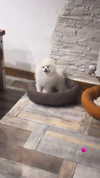 elsgatti Altpins Profile Picture