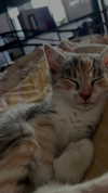 sina.njck Altpins Profile Picture