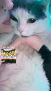 livindeadyaz Altpins Profile Picture
