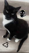 h0llyannabel Altpins Profile Picture