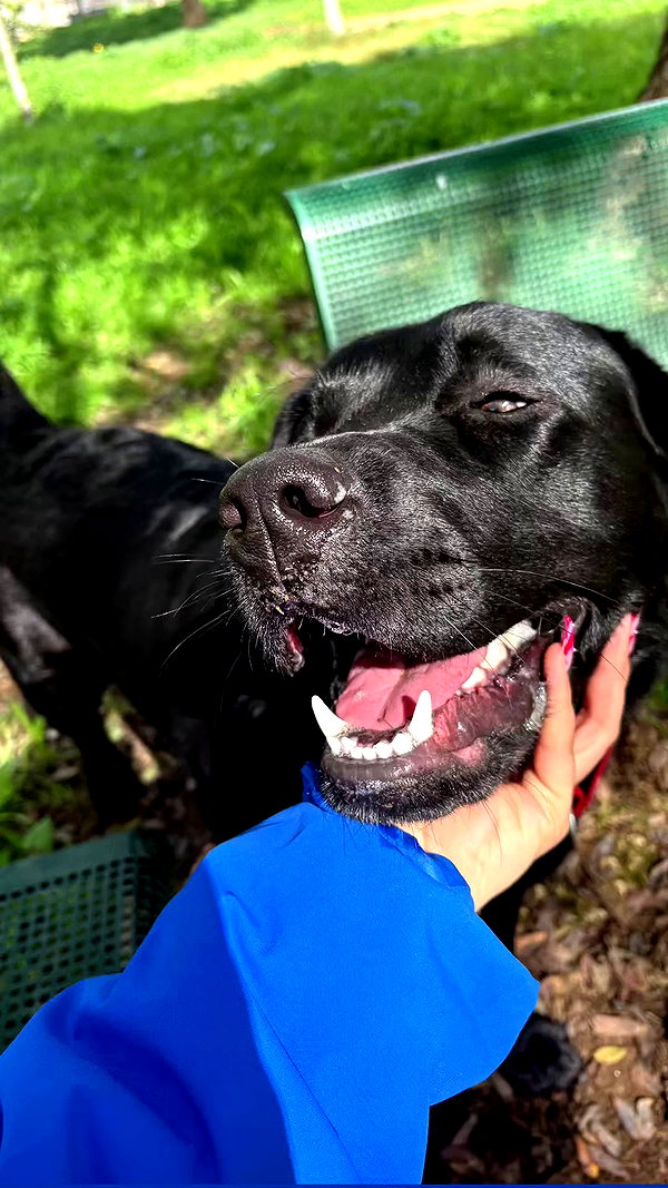 galibilaus archive video preview