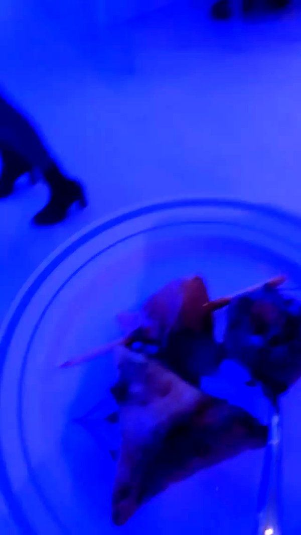 kaylasimmmons archive video preview