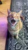 sweetmuffinnss Altpins Profile Picture