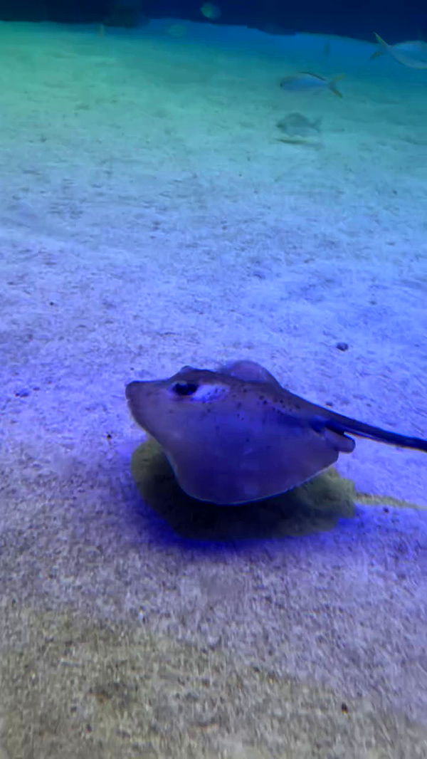 natalllluli archive video preview