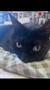 hellokittyangel666 Altpins Profile Picture