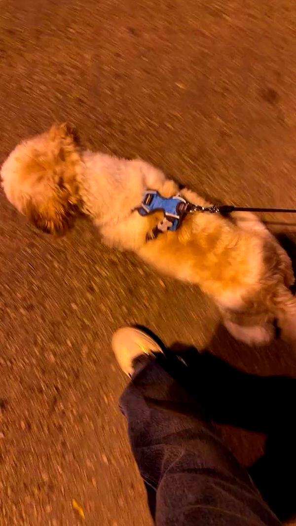 _._dianush._ archive video preview