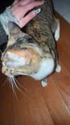 cellow111 Altpins Profile Picture