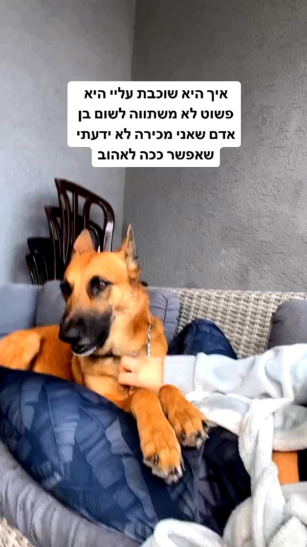 yuval_raz archive video preview