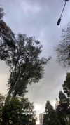 solzarubin_ Altpins Profile Picture