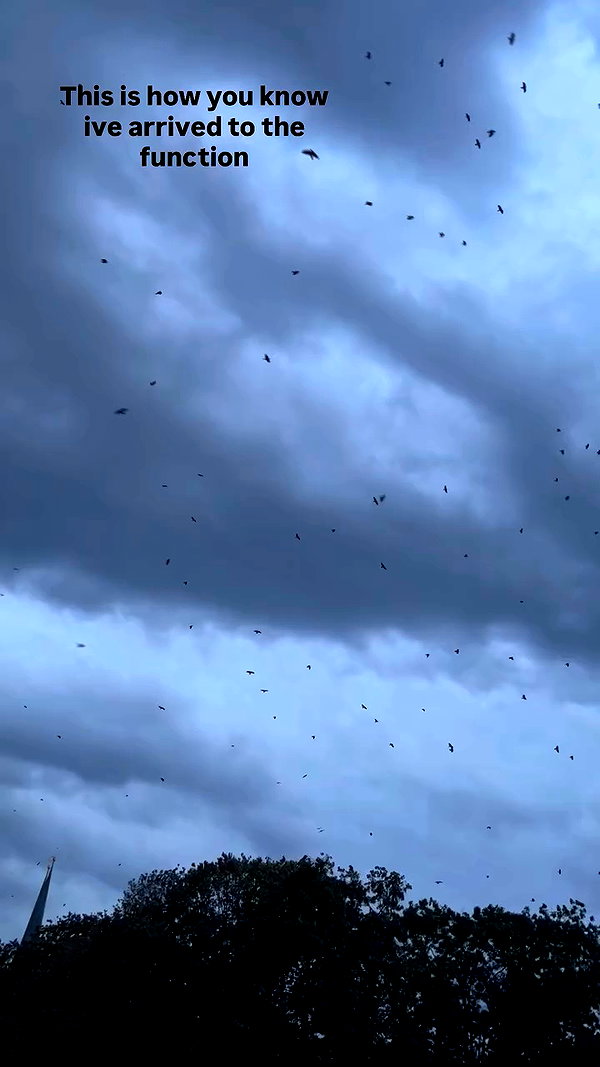 maayanshecter archive video preview