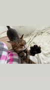 hellokittyangel666 Altpins Profile Picture