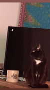 ayliehayward Altpins Profile Picture