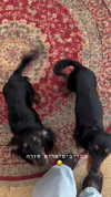 libby_reut Altpins Profile Picture