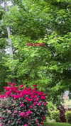 elizabethcampbelljones Altpins Profile Picture