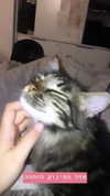evasela__ Altpins Profile Picture