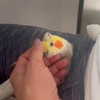 camimendes Altpins Profile Picture