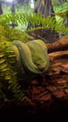 mishel_d_ Altpins Profile Picture