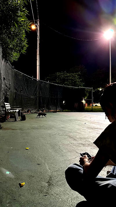 mosssaico mosssaico archive video