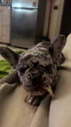 rott3nbambi Altpins Profile Picture
