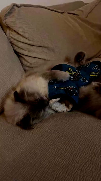 laluzone laluzone archive video