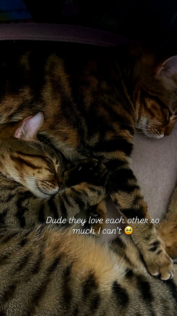 laurinchhhe archive video preview