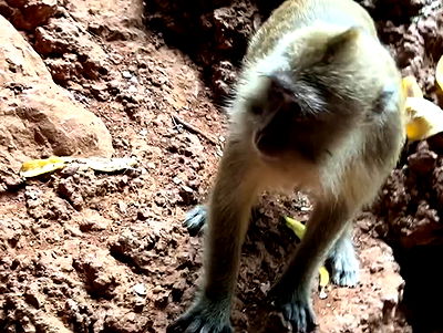 ormosheee ormosheee archive video