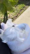 allissashin Altpins Profile Picture