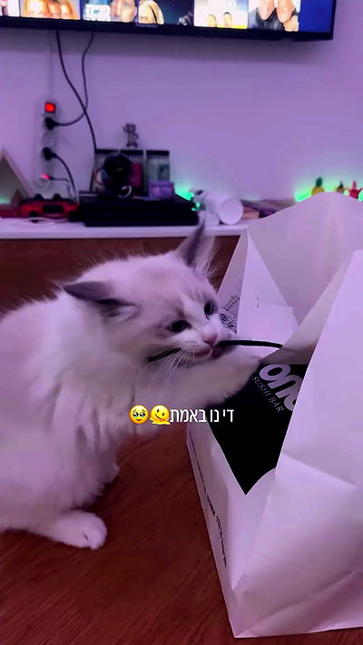 lissi77 lissi77 archive video