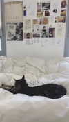 evasela__ Altpins Profile Picture