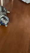 milena_milachich Altpins Profile Picture