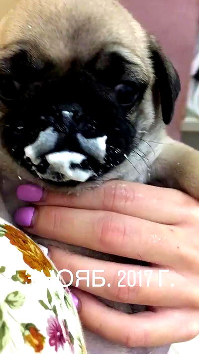 nyityam nyityam archive video