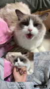 simp_for_cats_ Altpins Profile Picture