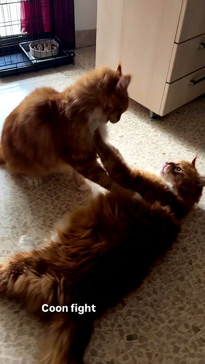 bakedsloths bakedsloths archive video