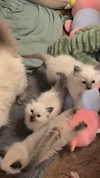 jasminxie2 Altpins Profile Picture