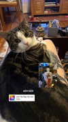 jahia_brown Altpins Profile Picture