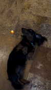 libby_reut Altpins Profile Picture