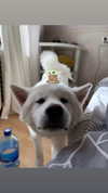kriskaik Altpins Profile Picture