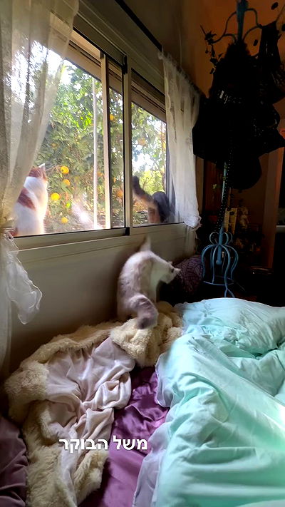 strawberryshanz strawberryshanz archive video