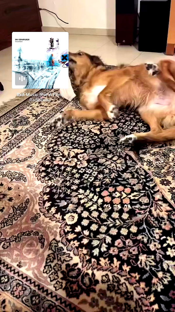 romy_ayalla_lavi archive video preview